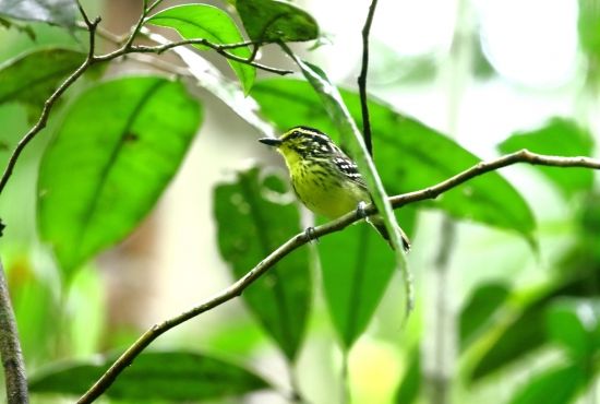 Bird Watching  5 días 4 noches