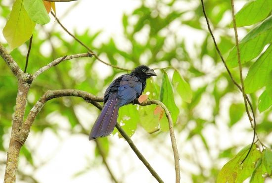 Observación de aves 7 días 6 noches