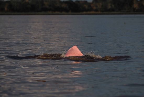 ¿Dijiste un delfÃn rosado? ¿Dijiste un delfÃn rosado?