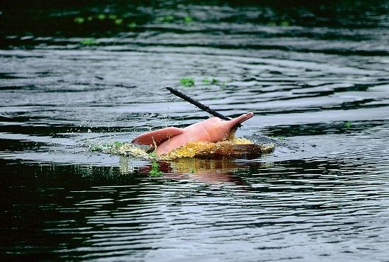 Observación de delfines rosados