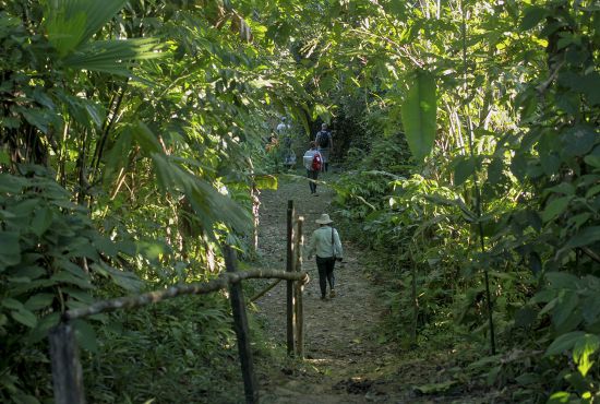 Ruta de la planta medicinal de Heliconia