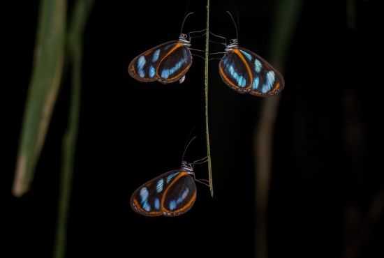 Caminata  nocturna por el bosque